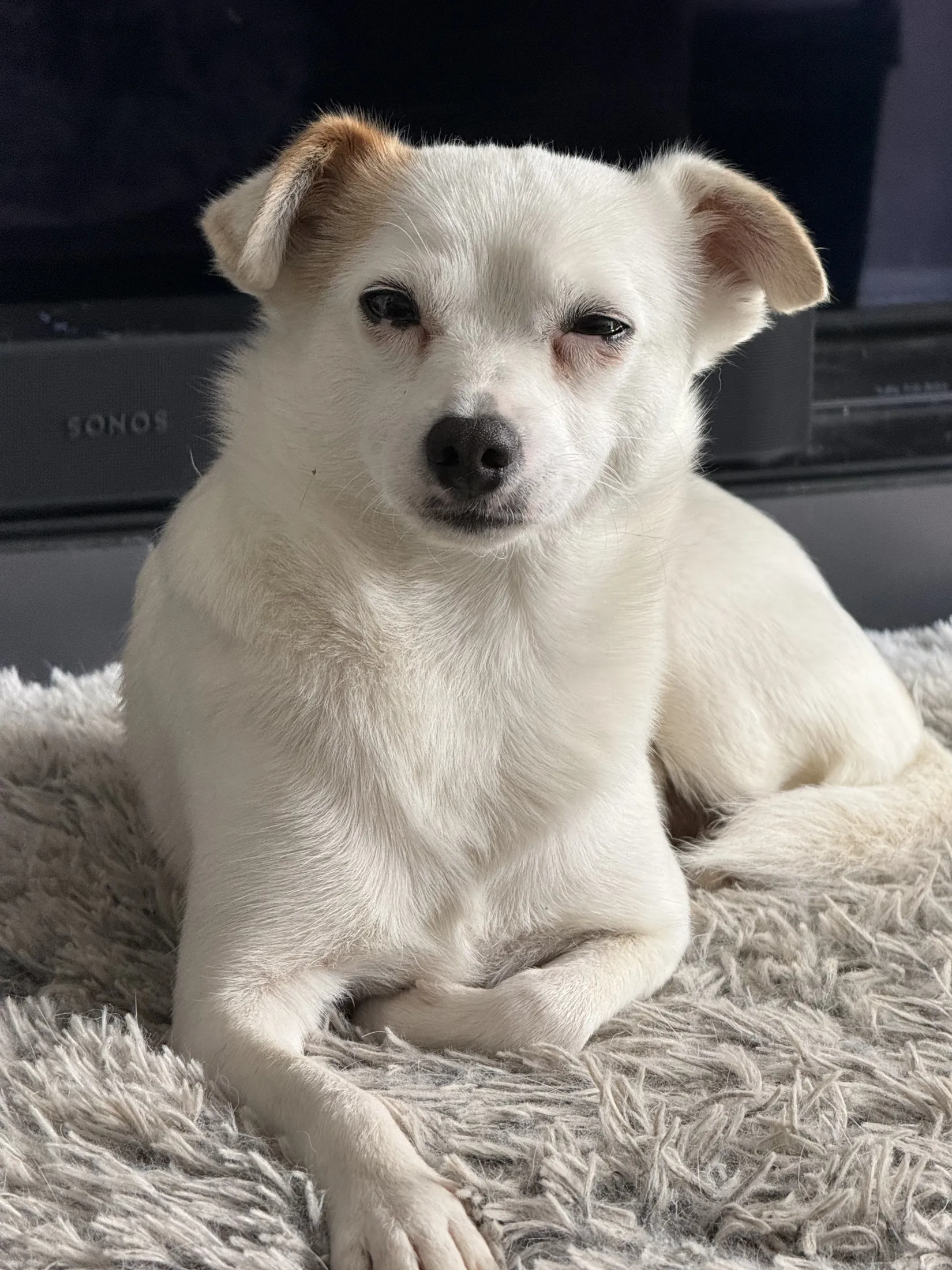 Hundi Hund